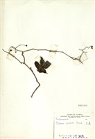 藏品(白英)的圖片